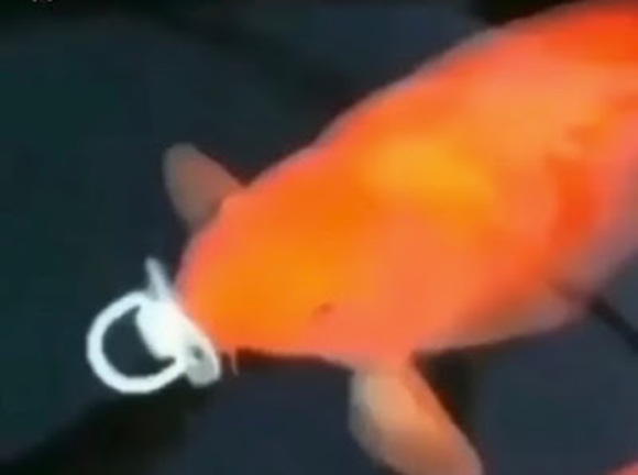 supernarwhals60